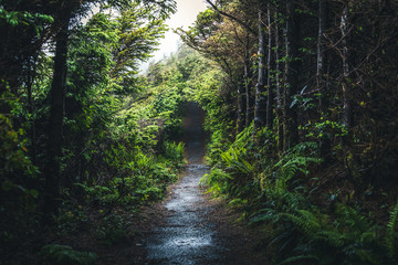 Wet forest trail.