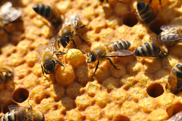 Honey bees in a beehive on honeycomb. Close up of honey bee in honeycomb. Swarm of bee worker in a beehive