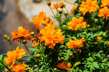 Orange Flower on Sunny Day