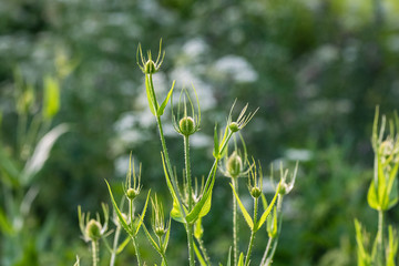 Teasel wild flowers growing in the summer sun just before dusk