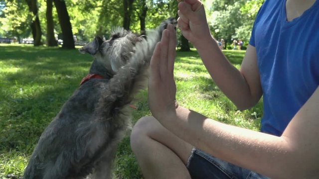 Boy feeding his dog and giving him high five, slow motion shot at 240fps, steadycam shot
