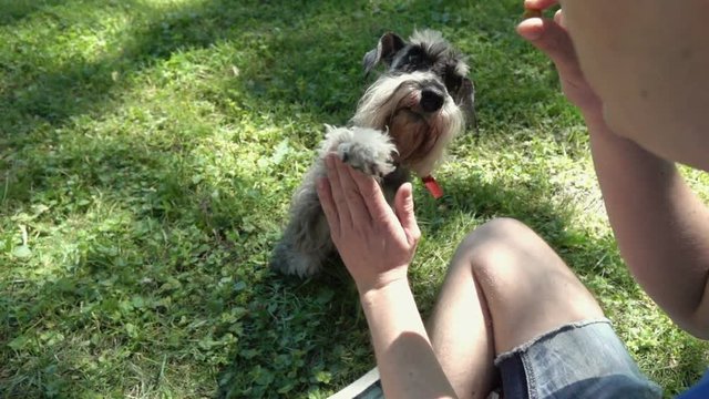 Boy feeding his dog in the park, slow motion shot at 240fps, steadycam shot
