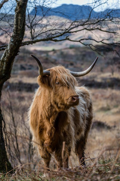 Highland Cow