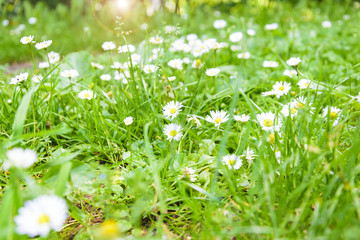 White Daisies in the Forest