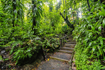 Obraz premium Falling lianas on trail to the Trafalgar waterfalls. Morne Trois Pitons National Park (UNESCO Heritage Site), Dominica