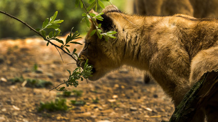junger löwe nahaufnahme