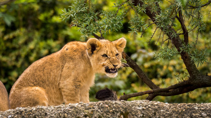 Naklejka premium junger löwe nahaufnahme