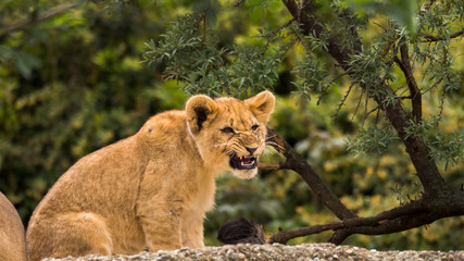 Fototapeta na wymiar junger löwe nahaufnahme