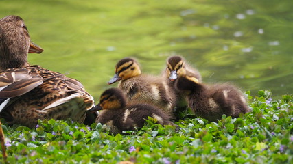 Stockentenweibchen mit jungen
