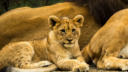 Fototapeta na wymiar junger löwe 