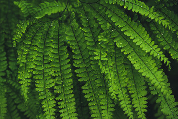 Close up of lush ferns after the rain.