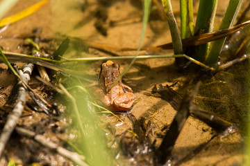 A curious brown frog sitting in a pond in summer