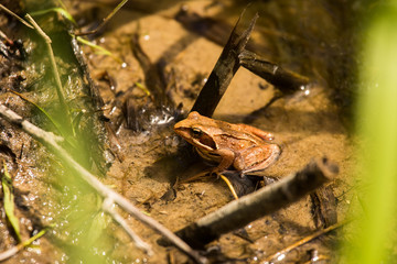 A curious brown frog sitting in a pond in summer