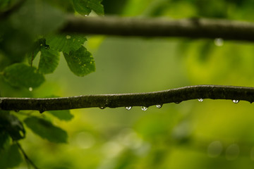 A beautiful, tranquil rain drops on a branch of an alder tree in a forest. Fresh, natural look.