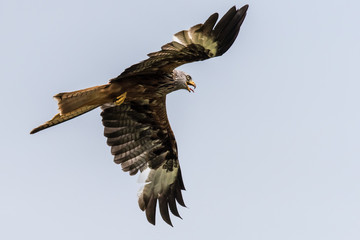 Red Kite soaring