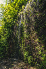Tiny streams at Fern Canyon, California, USA.