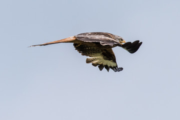 Red Kite flying streemlined