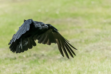 Naklejka premium Crow coming in to land