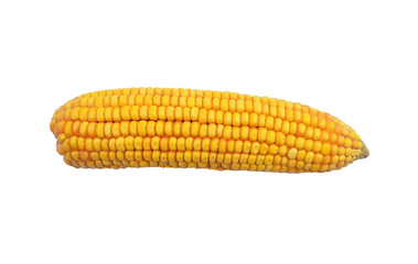 corn isolated