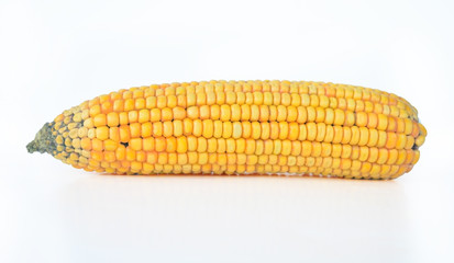 corn isolated
