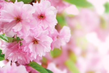 Sakura flowers on a spring day