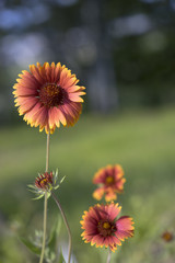 ガイラルディア　天人菊