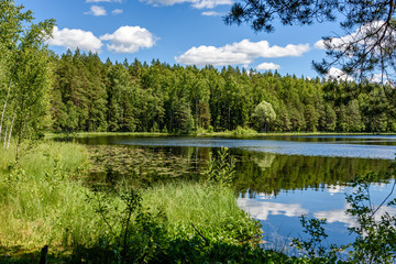 calm forest lake and trees