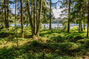 calm forest lake and trees