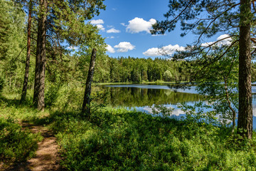 calm forest lake and trees