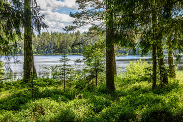 Obraz premium calm forest lake and trees