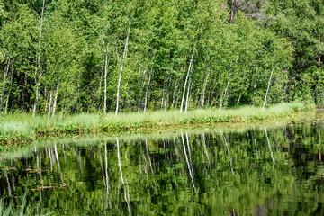 calm forest lake and trees