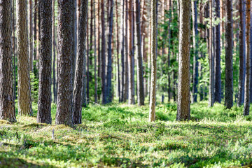 green forest with tree trunks in summer