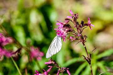 sunny meadow with flowers and butterfly