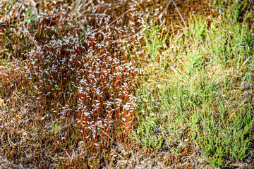 midsummer countryside meadow with flowers