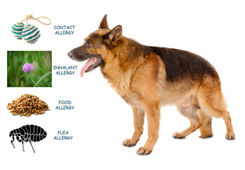 Funny cute dog isolated on white