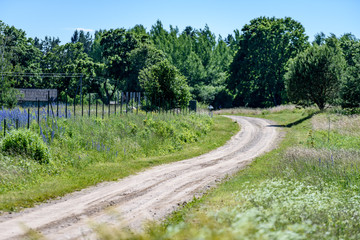 Fototapeta na wymiar empty road in the countryside in summer