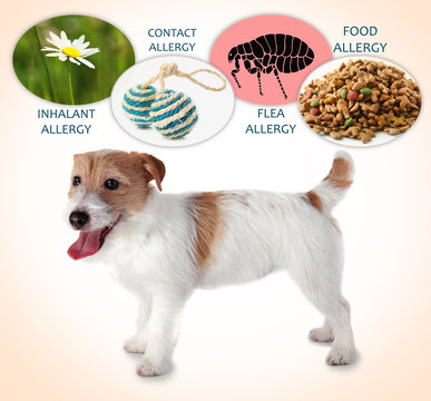 What Do Ticks Look Like on Dogs? A Comprehensive Guide to Spotting and Removing Them Don't let ticks harm your dog! Our comprehensive guide helps you spot and remove these pests to keep your furry friend safe