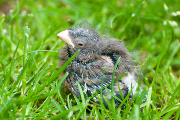 Gimpelküken im Rasen