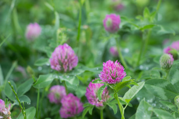 Obraz premium Blossoming flowers of Trifolium pratense.The plant that being used for feeding domestic animals. Nature background