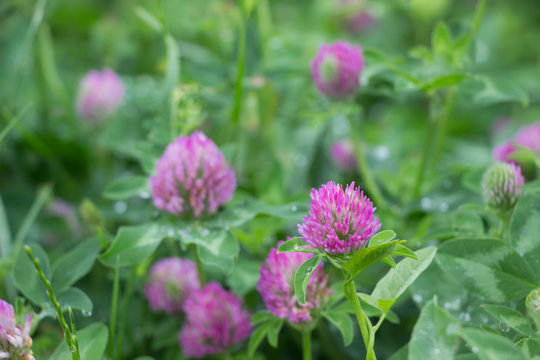 Blossoming flowers of Trifolium pratense.The plant that being used for feeding domestic animals. Nature background