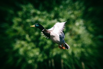 Obraz premium Drake male mallard duck in flight
