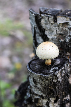 Single inedible fungus grew on a tree stump. Selective focus