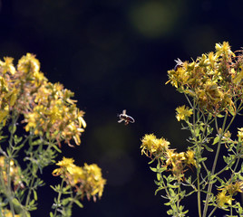 image of a bee on a yellow flowers of hypericum perforatum, St. john's worth