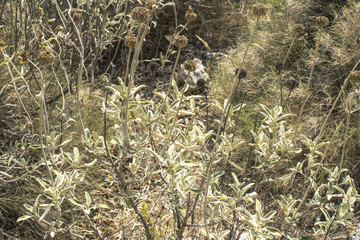 Dry wild plants and grass closeup on the rocks at Corfu, Greece, in summer.