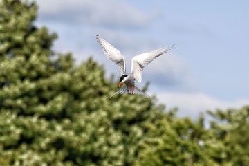 Common Tern hovering in flight fixed on fish prey