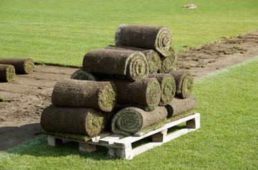 Laying of a grass rolled lawn at stadium