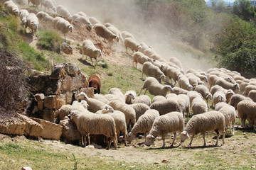 A herd of sheeps in Segovia, Spain