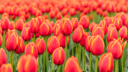 Red tulips close up in a field