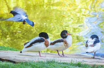 Ducks on the green grass. A flying dove. lake. summer.