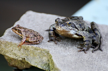 Two frogs on a grey stone.